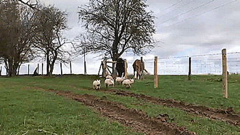 thenatsdorf:Rescued sow and her piglets go outside for the first time. [full video]