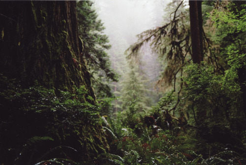 givncvrlos: (by Robin Mellway)