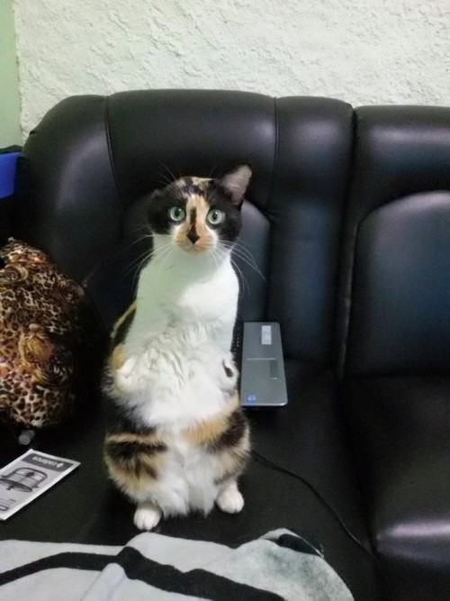 fuzzykitty01:  tamashiihiroka:  catsbeaversandducks:  Esperança She was born without front paws and an ear, but it didn’t stop her from walking,  playing in boxes, climbing on furniture, using her litter box all by herself and being very happy. Esperança