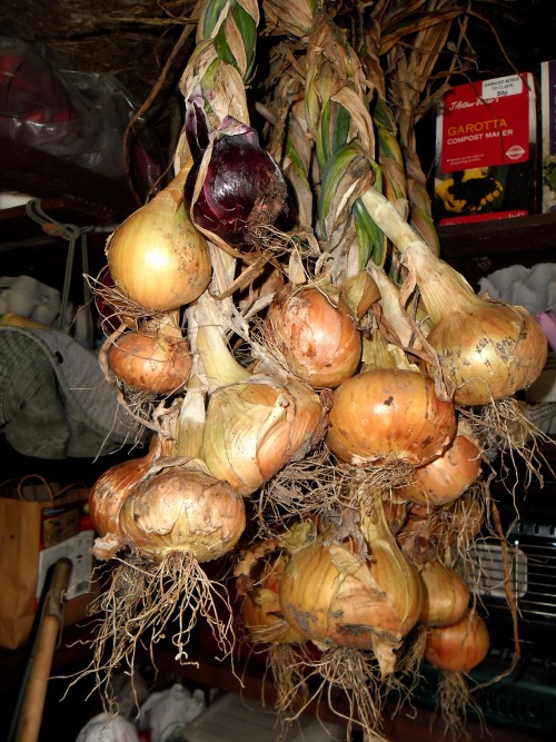 A few onions drying out in the shed. There are more in the greenhouse, I don’t know what to do