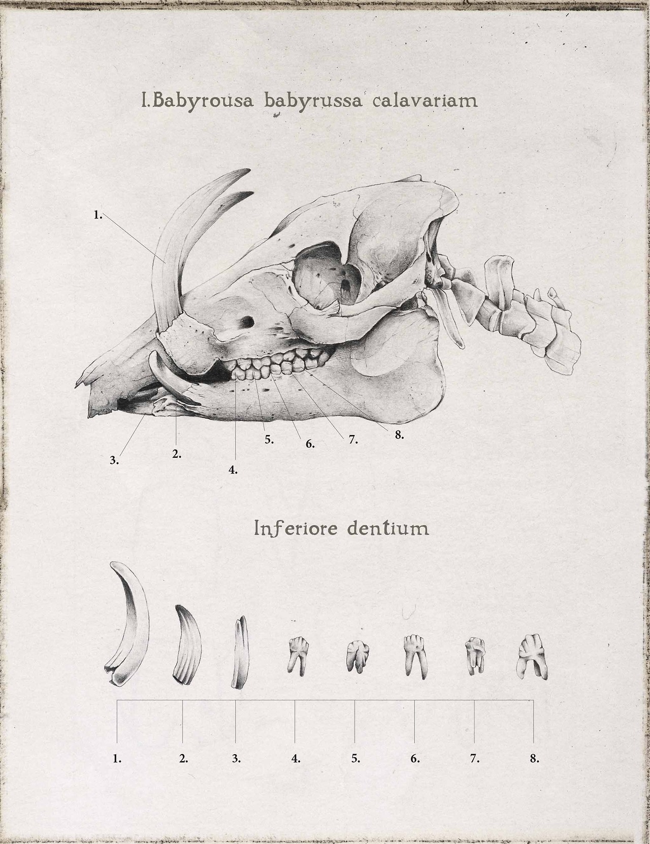 Babyrousa babyrussa
The skull of the Babirussa along with the important teeth of the lower jaw in order to be compare with its relative found by Clement Van Burden, also in the Jungles of Vietnam. The Sus Cofra Satanae or Satanic Boar as Clement...