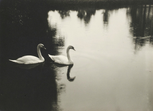 heartbeat-of-leafy-limbs: RICHARD TEPE Two swans in water with dark shadow [between 1910-1940]
