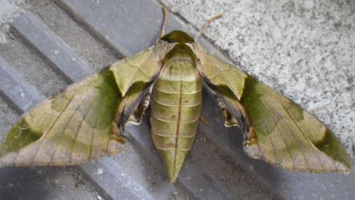Callambulyx tatarinovii, (Unmon-suzume)A Sphingidae (Sphinx moth), these handsome green and brown mo