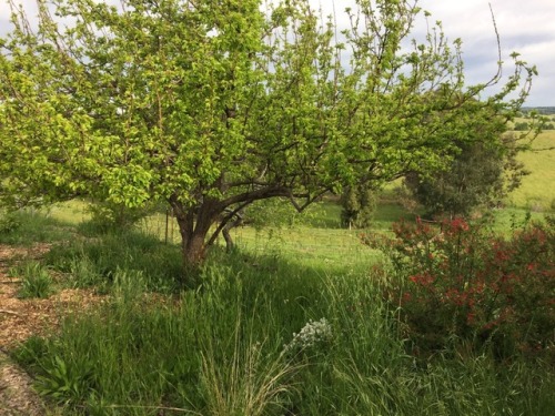 Orchard with gardens in the understory