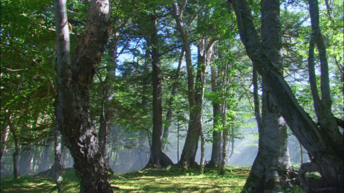 Damn this movie never ceases to amaze me - Heavenly Forest (2006)