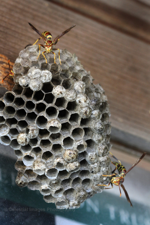 celestialmacros: The one on the top of the nest was definitely standing me down when I got too close