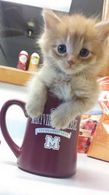 awwww-cute:  I’ve heard of teacup chihuahuas, but a coffee cup kitten?!? 