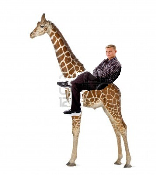 fat-amy-for-president:  hardener:  person: get off ur high horse me:   that is a giraffe. try again. 