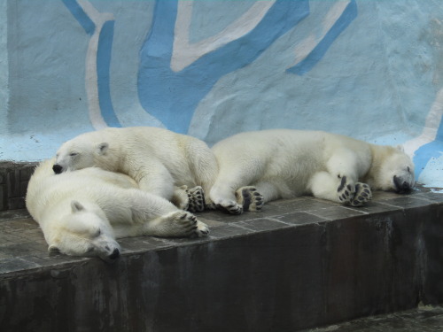 Can I Have Some Pictures Of Dogs Sleeping Together Please? ♡