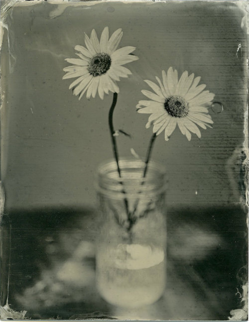 brookelabrie:  Daisy Duo Tintype { lots of new tintypes available in my etsy shop ! }