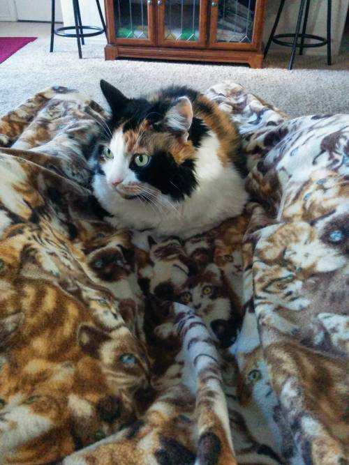 awwww-cute:  I’ve been living with my grandparents for a few months and their cat jumped into my lap for the first time. I finally feel welcome (Source: http://ift.tt/1BXjZ37)