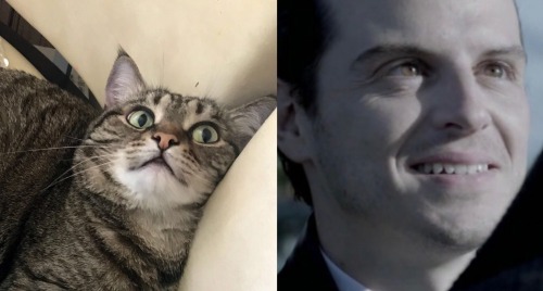 HELP ME MY CAT IS A FUCKING MORIARTY