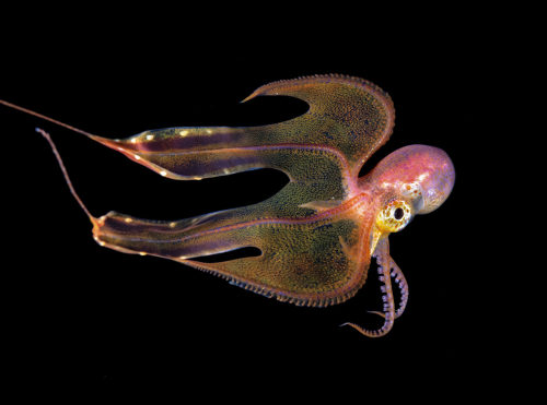 blondebrainpower:  Female blanket octopus