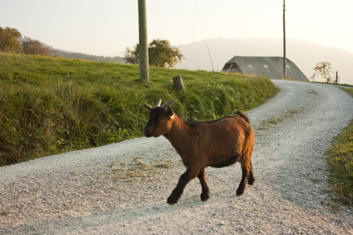 a goat in the mountains