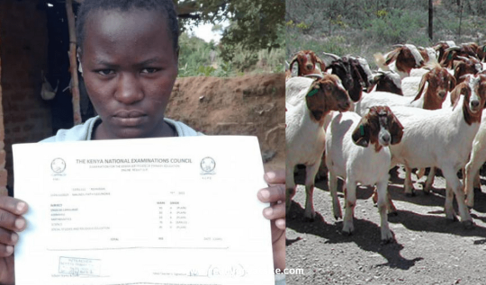 Girl With 408 KCPE Marks Herds Goats Over Lack Of Fees