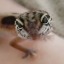 lovely-lizard-lesbian