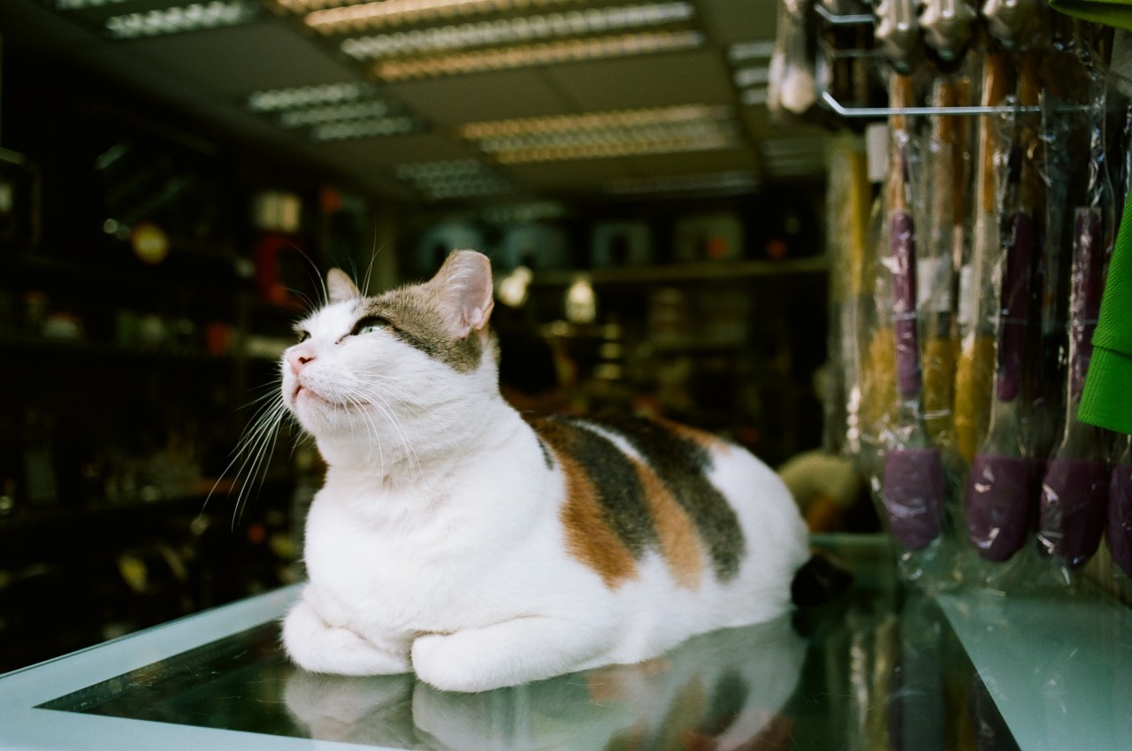 skinny-cat-tumblr-gallery