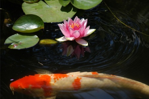 feather-haired:Koi And Lily by Andy McCurdy ❁