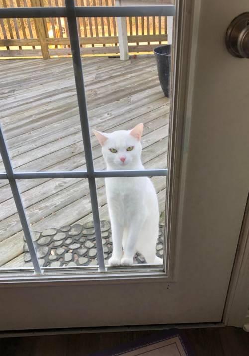 She Never Meows For Us To Let Her In. She Just. Intensely Stares At Us Until We Do.