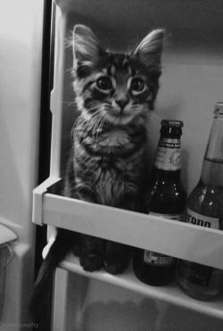 thecoyotekid:  Hello, yes. It is I, cat. No, there is no food in here human. Don’t be silly.