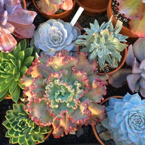 sarameli:  #succulents #wavehill #bronx #nyc 