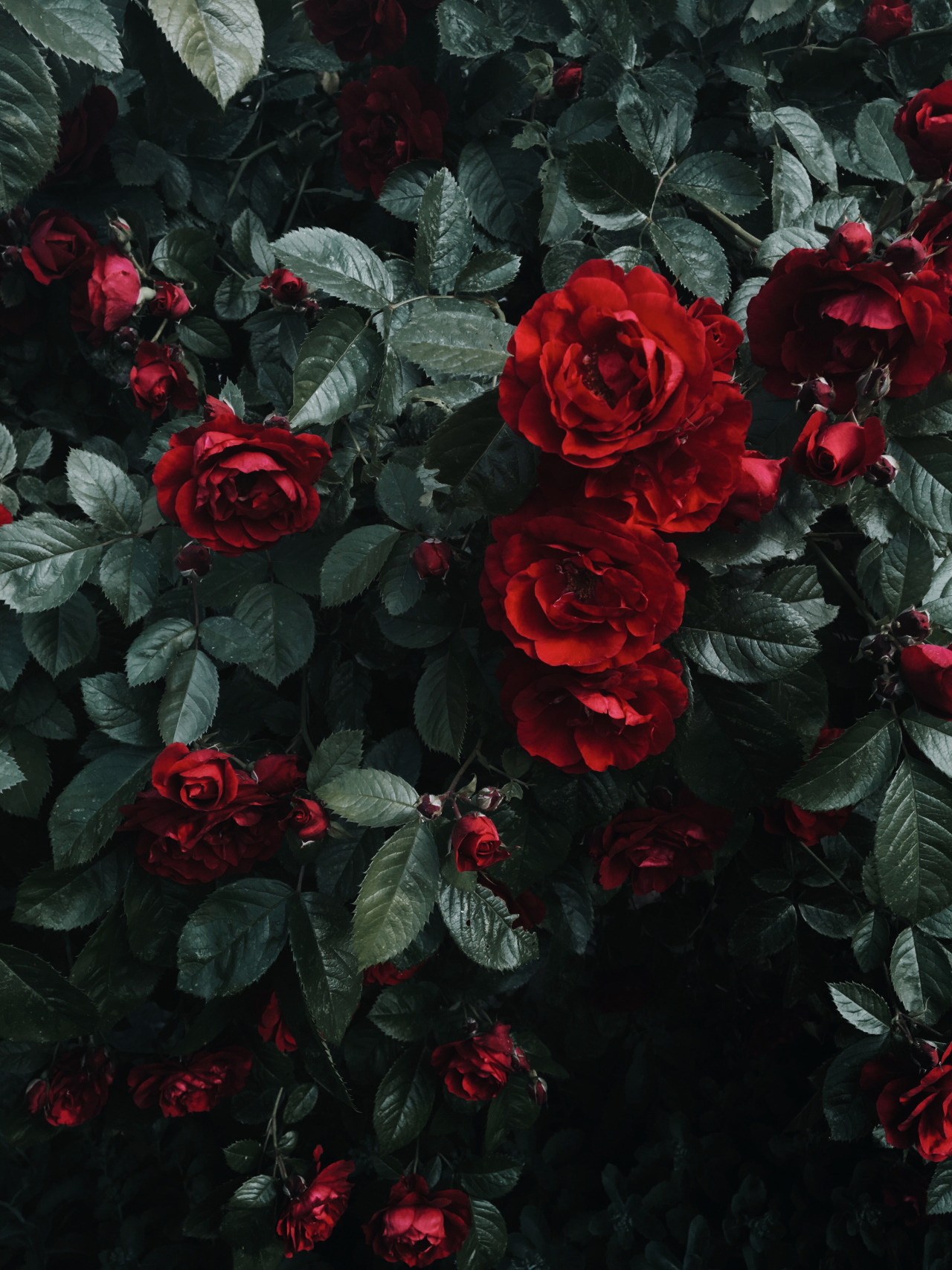 Element OF love