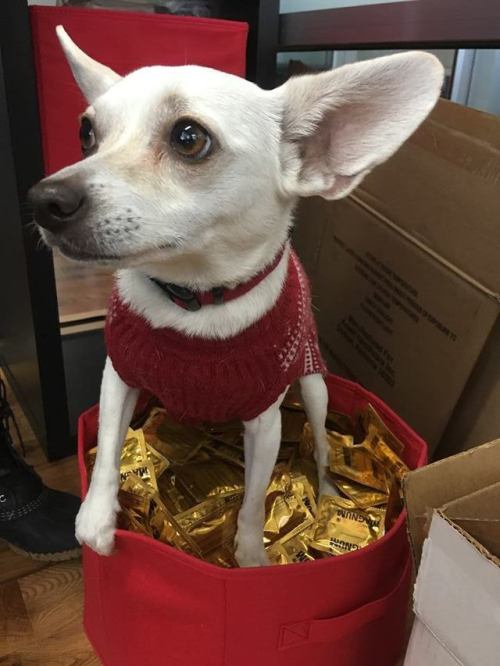 New intern Daisy helping us organize condoms! Are you a sex worker in the New York area in need of s