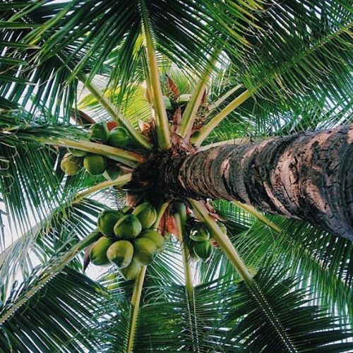 funnystack:  #funnystack #tropical #bali #maldives #Russian #beautiful #underthetree #coconuts #natu