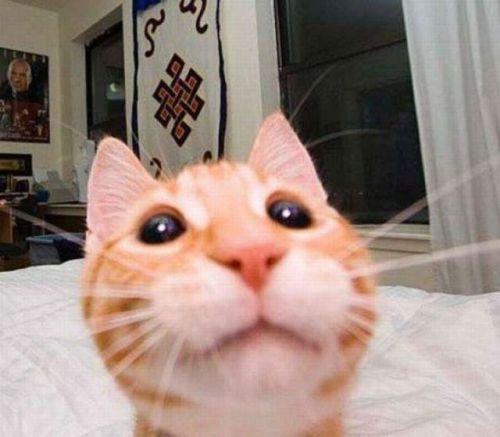 linpatootie:alexisaprettylittletimebomb:Cat selfies.