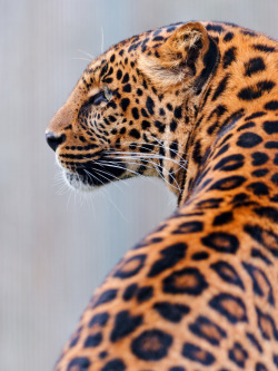 kingdom-of-the-cats:  Leopard from behind