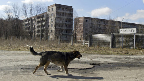 lesnienka:And the question is: Are radioactive stray dogs of Pripyat still good boys?