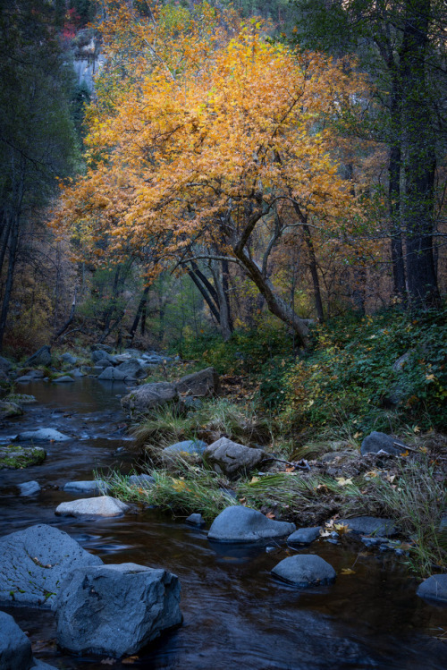 Along Oak Creek in Sedona, Arizona by Michael Wilson