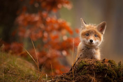 awesome-picz:    Baby Foxes That Are Too