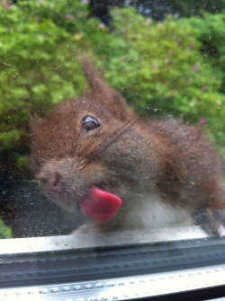 awwww-cute:  Squirrel licking a glass window