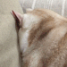 cattloverss: