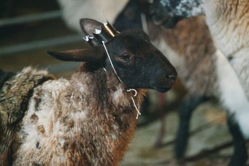 shakespearenews:A sheep in the role of Cordelia in “King Lear With Sheep.”Credit” Nick Morris.Source