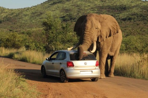 allcreatures: Sometimes you have an itch you just have to scratch - in this elephant’s case 