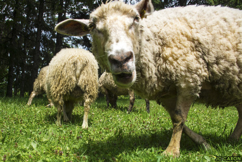  Quoi de neuf au jardin botanique de Montréal ? Des sculptures, des moutons, … 