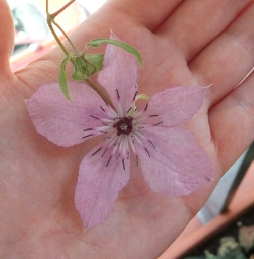 11/Jun/2016The clematis opened it’s first flower two days ago, isn’t it pretty?The bulbs that looked