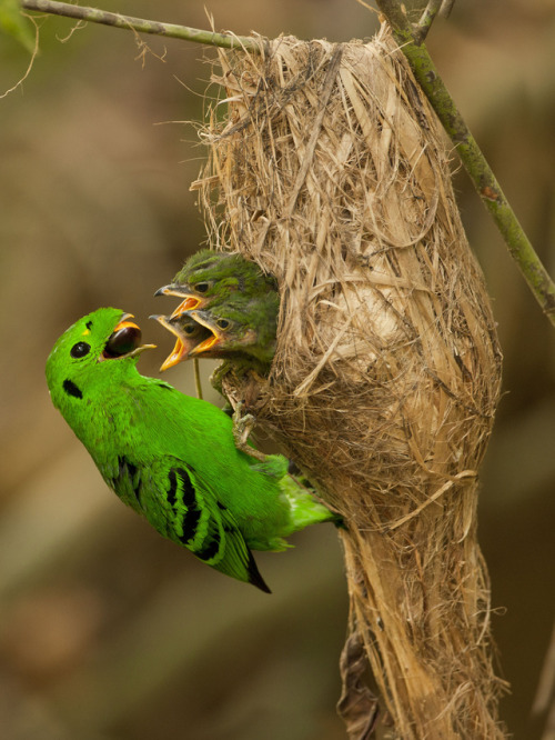 ambipom:end0skeletal:The green broadbill is a small bird in the broadbill family endemic to for