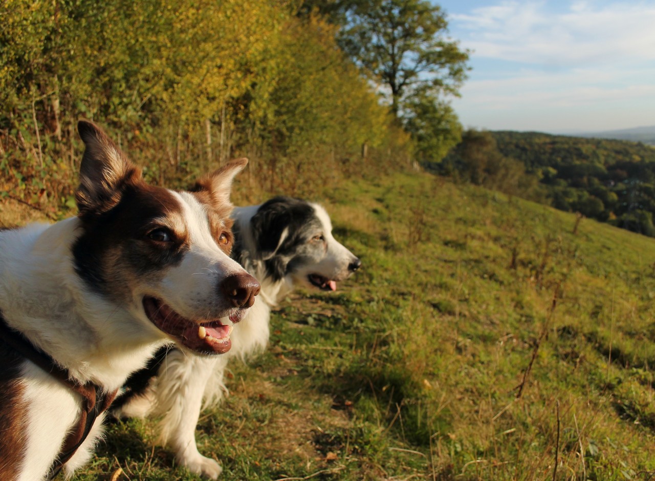 On Tuesday this week, Barney came for an afternoon stroll with Flynn, up our favourite little hill. It was an 