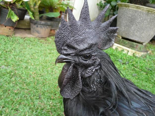 Porn photo The Ayam Cemani is a breed of chicken native
