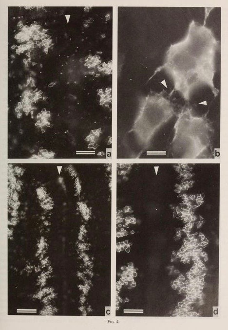 nemfrog:  The appearance of epithelial cells in embryonic chickens. Zoological science.