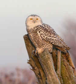 llbwwb:  Snowy Owl (by Canonshooterman)