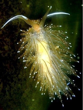 darkandlonelywaters:  magicofoceans:  “There are over 3,000 known species of nudibranchs, and scientists estimate that only half have been discovered so far. The creatures soft-body and short life span of 1 year make it possible for many of them to