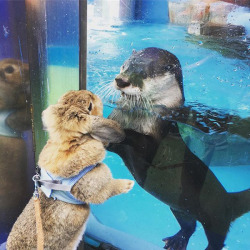 shadowthekitsunereturns:  dailyotter:   Otter,