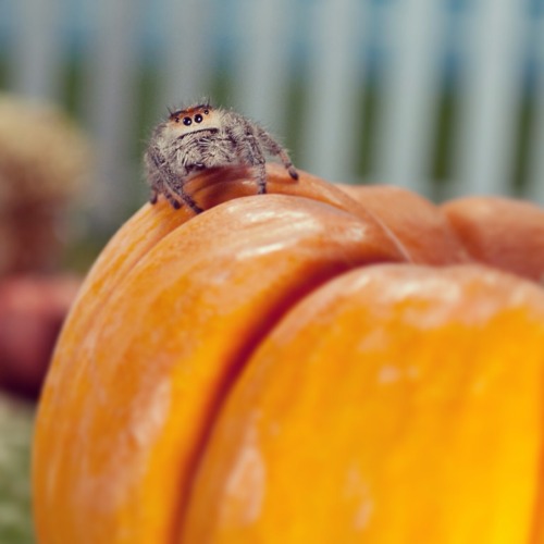 zooophagous:  jennrosefx:  My bug kids wanted to wish you all a Happy Halloween! <3 <3  Jesus CHRIST 