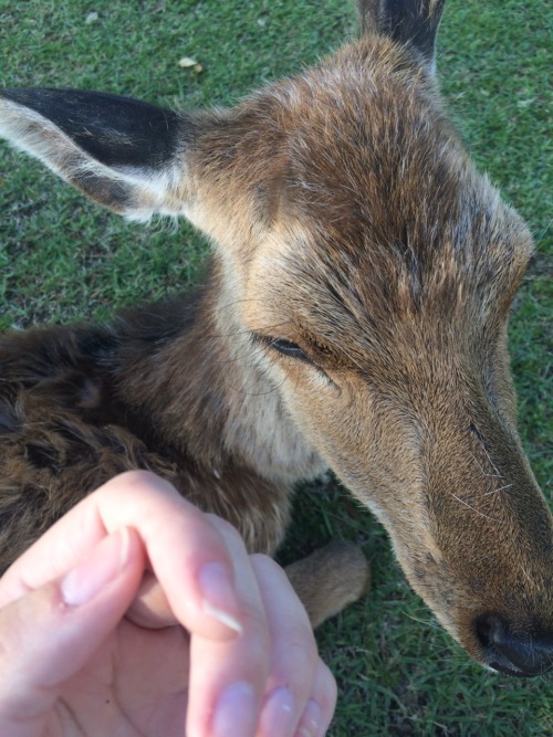 I went to Nara park today and saw the deer! They&rsquo;re pretty friendly for the most part. I r