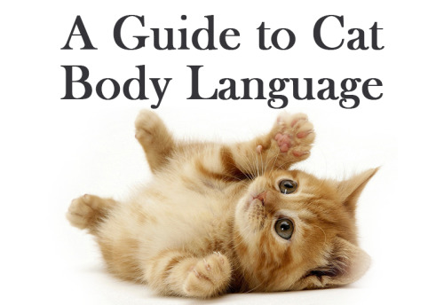 http://funnycatsgif.com/cat-body-language-15-ways/Cat Body Language — 15 ways to understand your fri