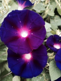 axlxi:  Black Night morning glories  